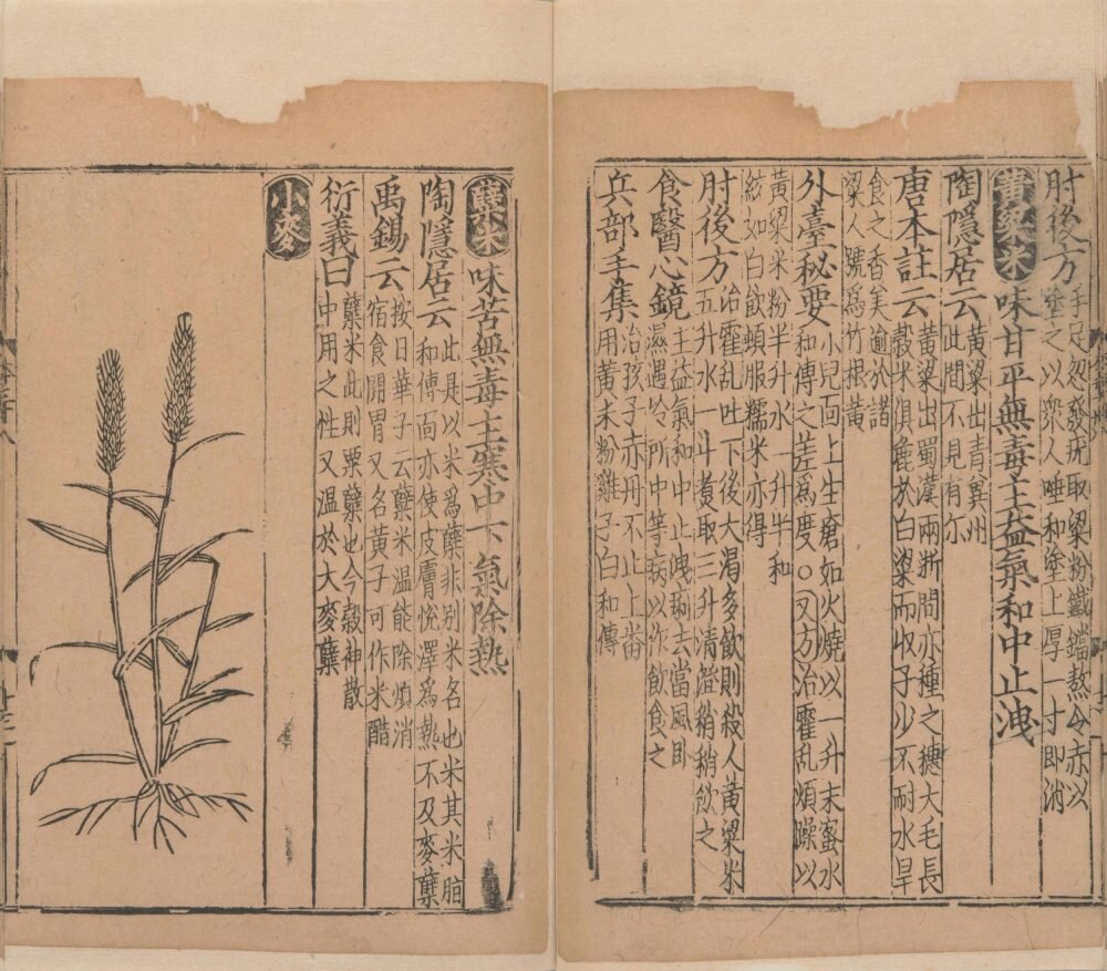 新编类要图注本草