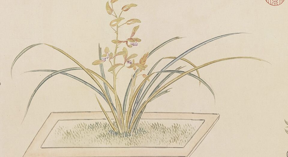 画万年花甲