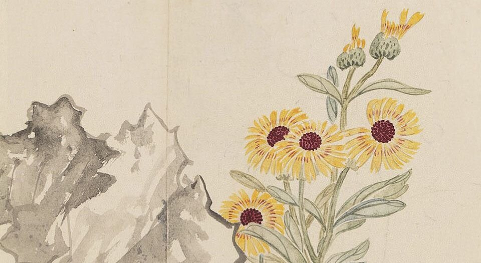 画万年花甲
