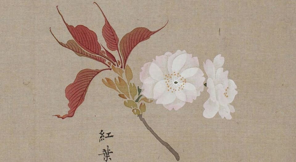 花谱