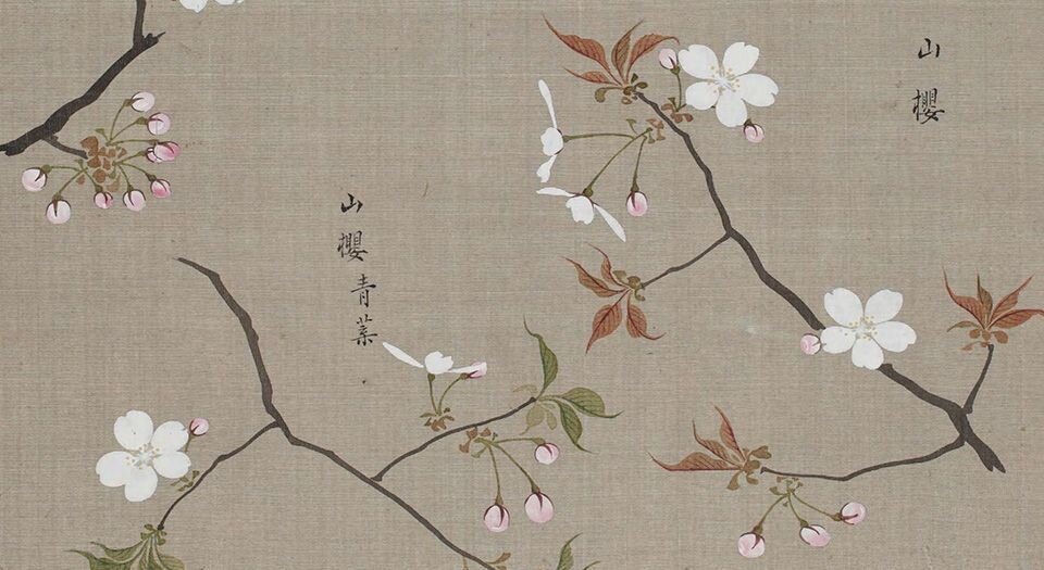 花谱