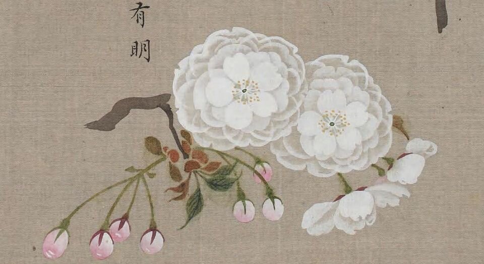 花谱