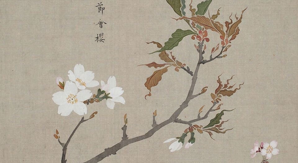 花谱