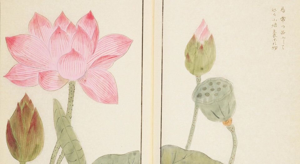 本草图谱