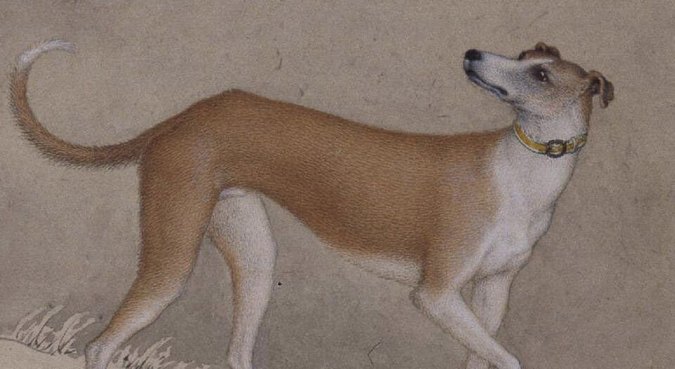十骏犬图册