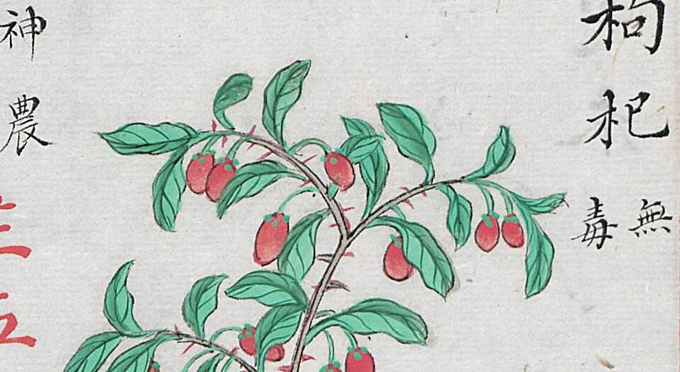 本草品汇精要.共四十二卷.缺卷7.8.18-21.24-33.明.刘文泰等撰.王世昌等绘.明弘治十八年彩绘写本