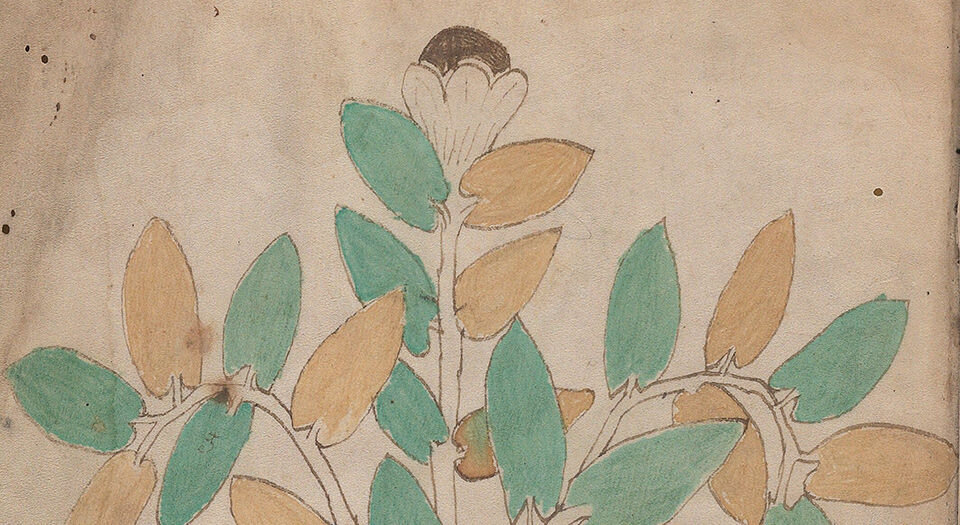 伏尼契手稿.Voynich manuscript.高清.耶鲁大学图书馆藏.约十五世纪