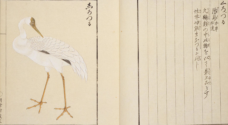 華鳥譜.服部雪斎.画.十九世纪写绘本