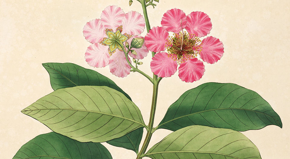 科罗曼德海岸的植物.图谱.Plants of the coast of Coromandel.3卷.By William Roxburgh.英文版.1795年