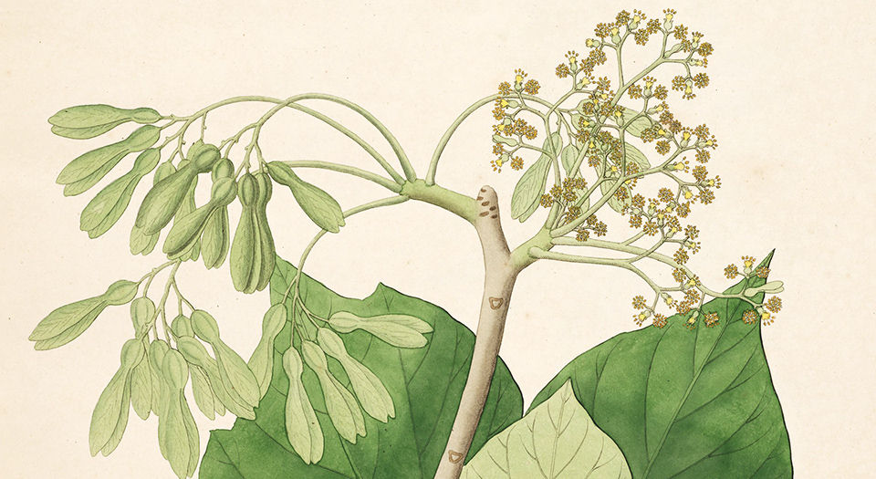 科罗曼德海岸的植物.图谱.Plants of the coast of Coromandel.3卷.By William Roxburgh.英文版.1795年