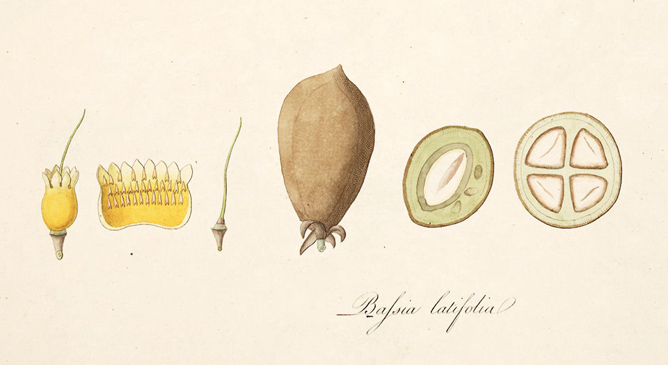 科罗曼德海岸的植物.图谱.Plants of the coast of Coromandel.3卷.By William Roxburgh.英文版.1795年