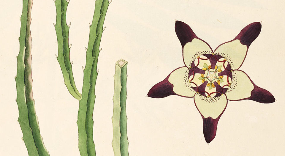 科罗曼德海岸的植物.图谱.Plants of the coast of Coromandel.3卷.By William Roxburgh.英文版.1795年