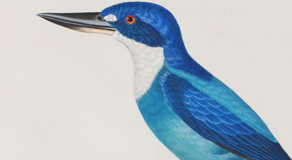 彩绘鸟类版画新集.Nouveau recueil de planches coloriées d’oiseaux.全部插图.By Coenraad Jacob.Temminck.1838年
