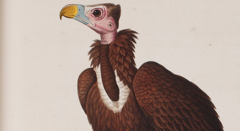 彩绘鸟类版画新集.Nouveau recueil de planches coloriées d’oiseaux.全部插图.By Coenraad Jacob.Temminck.1838年