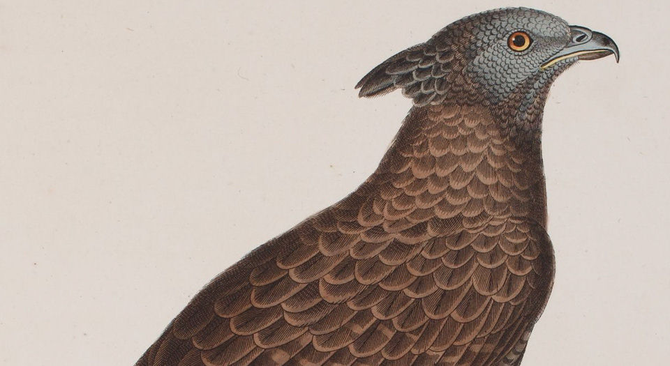彩绘鸟类版画新集.Nouveau recueil de planches coloriées d’oiseaux.全部插图.By Coenraad Jacob.Temminck.1838年