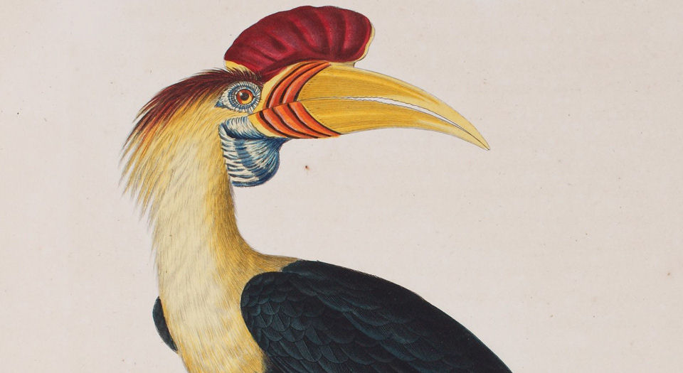 彩绘鸟类版画新集.Nouveau recueil de planches coloriées d’oiseaux.全部插图.By Coenraad Jacob.Temminck.1838年