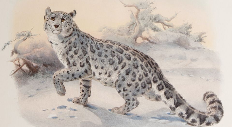 猫科动物图鉴.A monograph of the Felidae or family of the cats.By Daniel Giraud Elliot.英文版.1883年