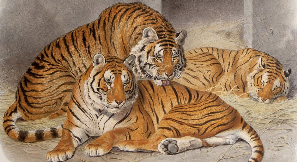 猫科动物图鉴.A monograph of the Felidae or family of the cats.By Daniel Giraud Elliot.英文版.1883年