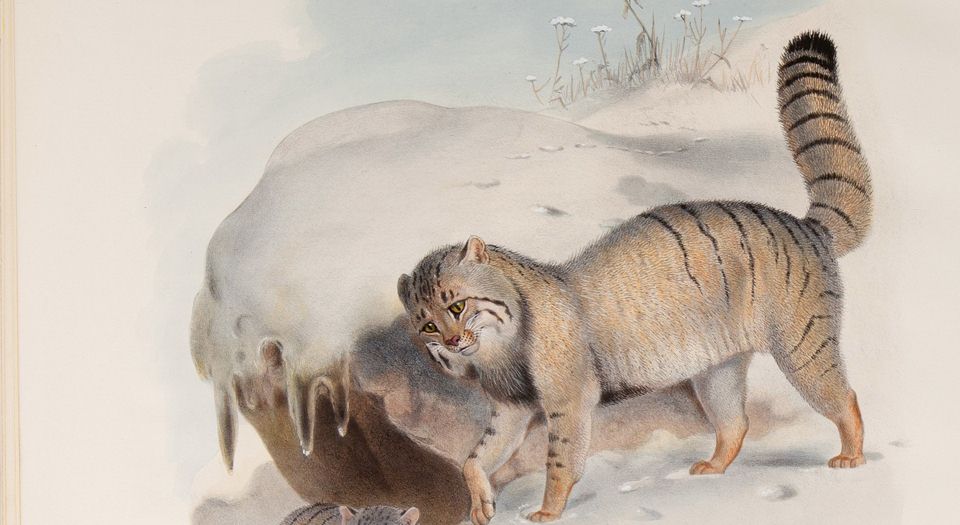 猫科动物图鉴.A monograph of the Felidae or family of the cats.By Daniel Giraud Elliot.英文版.1883年