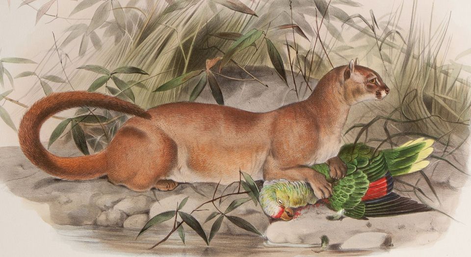 猫科动物图鉴.A monograph of the Felidae or family of the cats.By Daniel Giraud Elliot.英文版.1883年