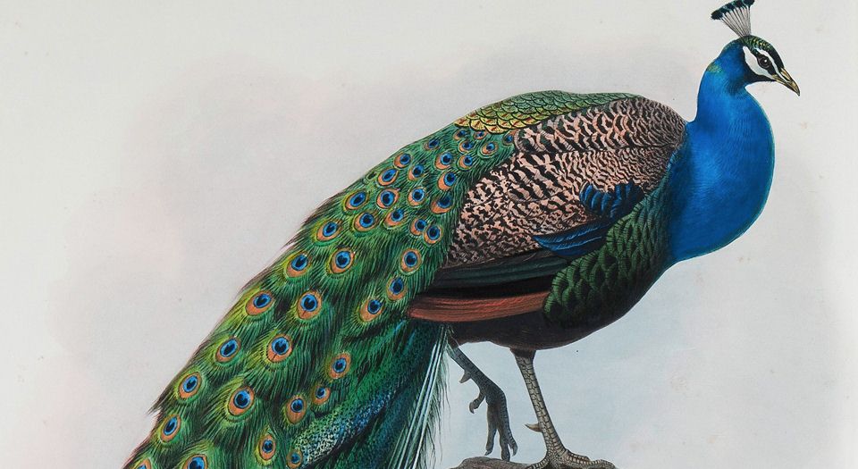 野鸡雉科图鉴.A monograph of the Phasianidae or family of the pheasants.2卷.By Daniel Giraud Elliot.1872年