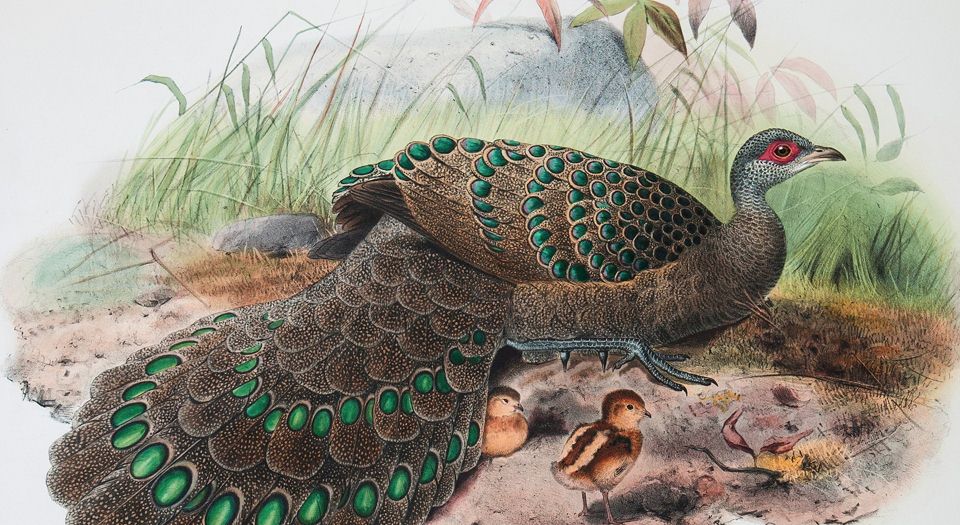 野鸡雉科图鉴.A monograph of the Phasianidae or family of the pheasants.2卷.By Daniel Giraud Elliot.1872年