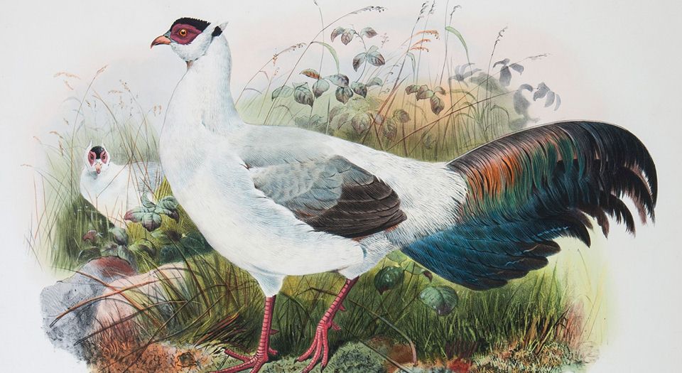 野鸡雉科图鉴.A monograph of the Phasianidae or family of the pheasants.2卷.By Daniel Giraud Elliot.1872年