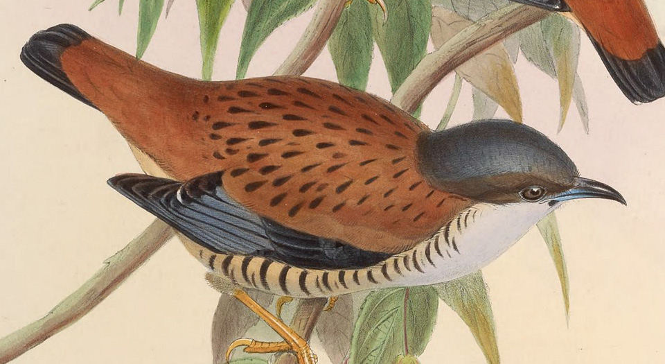 亚洲鸟类版画.Birds of Asia.7卷.By John Gould.英文本.1850至1883年出版
