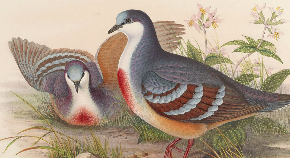 亚洲鸟类版画.Birds of Asia.7卷.By John Gould.英文本.1850至1883年出版