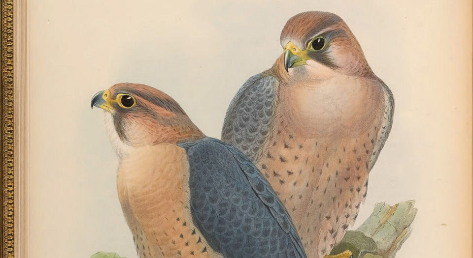 亚洲鸟类版画.Birds of Asia.7卷.By John Gould.英文本.1850至1883年出版