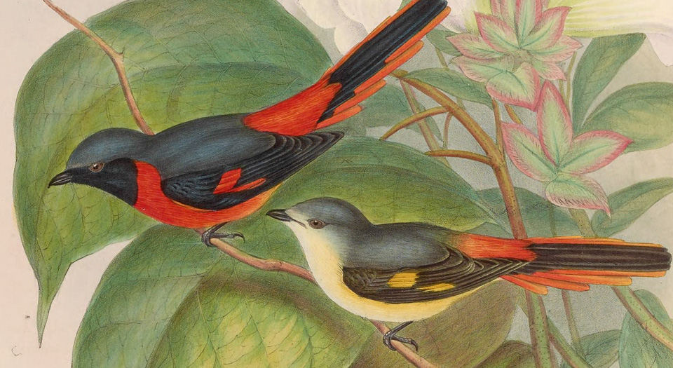 亚洲鸟类版画.Birds of Asia.7卷.By John Gould.英文本.1850至1883年出版