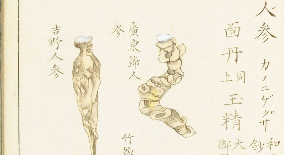 本草图汇.18册.31卷.写绘本.约19世纪