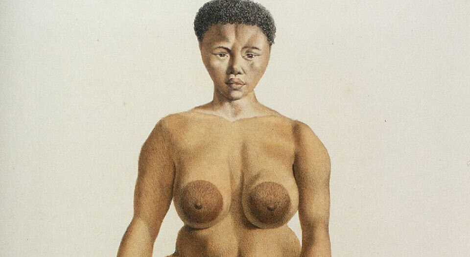 哺乳动物自然史插图