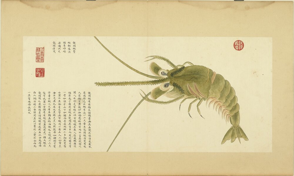 海错图. 四册. 清. 聂璜绘. 清康熙时期绘本