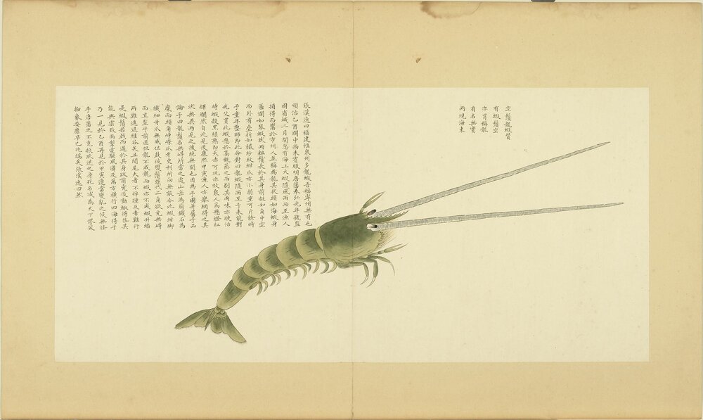 海错图. 四册. 清. 聂璜绘. 清康熙时期绘本
