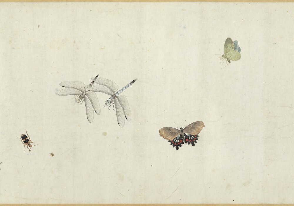 草虫图卷. 清. 朱汝琳画. 纸本设色（28.4x410.2 厘米）清康熙五十年