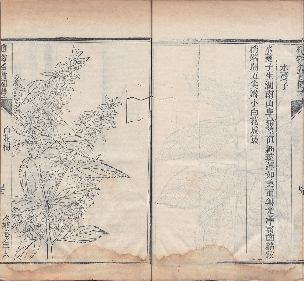 植物名实图考. 三十八卷. 清. 吴其濬撰. 清道光二十八年陆应谷校刊本 植物名实图考长编. 二十二卷. 清. 吴其濬撰. 清道光二十八年陆应谷校刊本