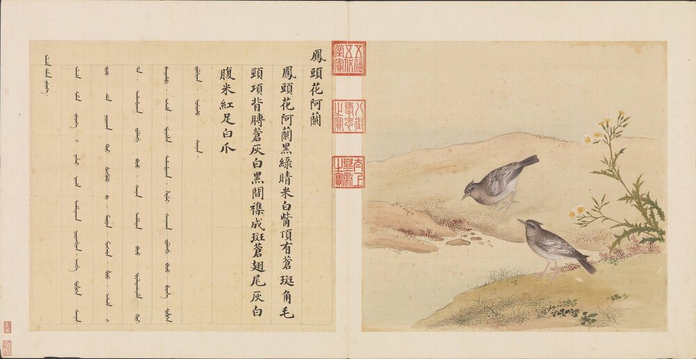 鸟谱. 十二册. 清. 余省. 张为邦合摹蒋廷锡绘. 绢本设色(41.1x44.1 厘米)