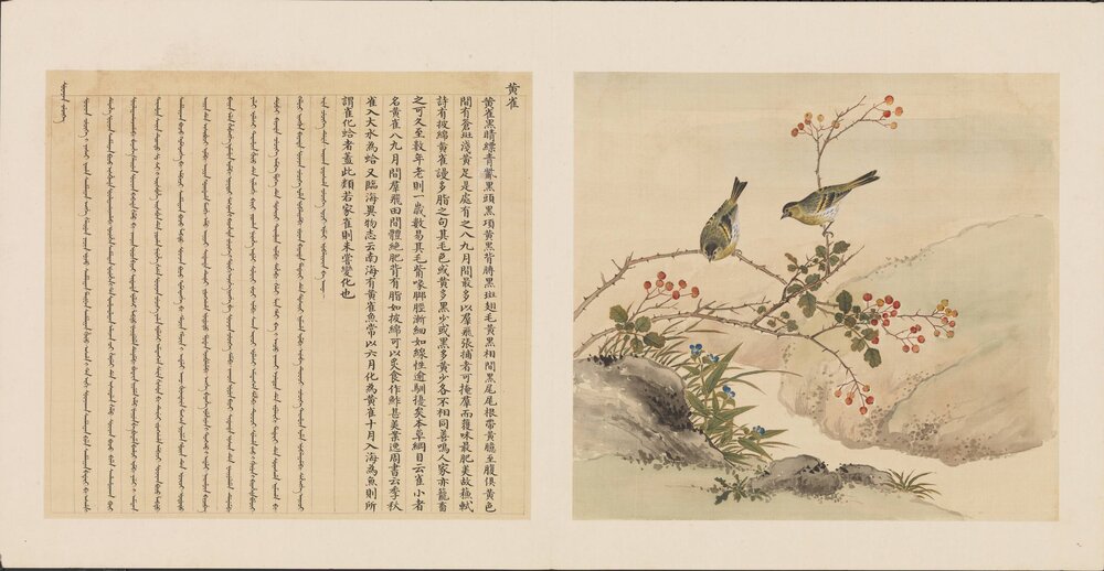鸟谱. 十二册. 清. 余省. 张为邦合摹蒋廷锡绘. 绢本设色(41.1x44.1 厘米)