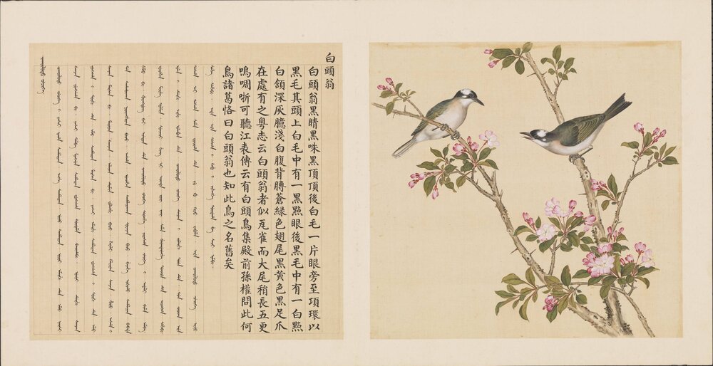 鸟谱. 十二册. 清. 余省. 张为邦合摹蒋廷锡绘. 绢本设色(41.1x44.1 厘米)