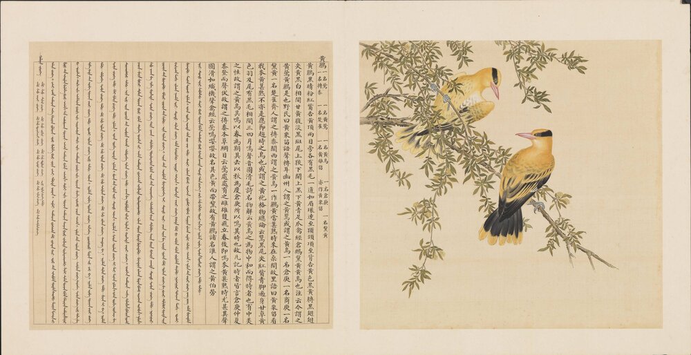 鸟谱. 十二册. 清. 余省. 张为邦合摹蒋廷锡绘. 绢本设色(41.1x44.1 厘米)
