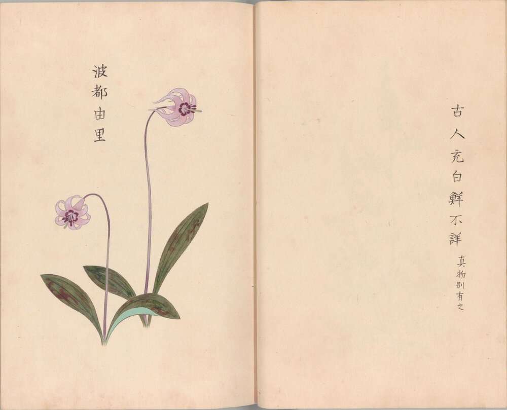 庶物类纂图翼. 二十八册. 江户中期. 户田要人等编. 安永八年写绘本