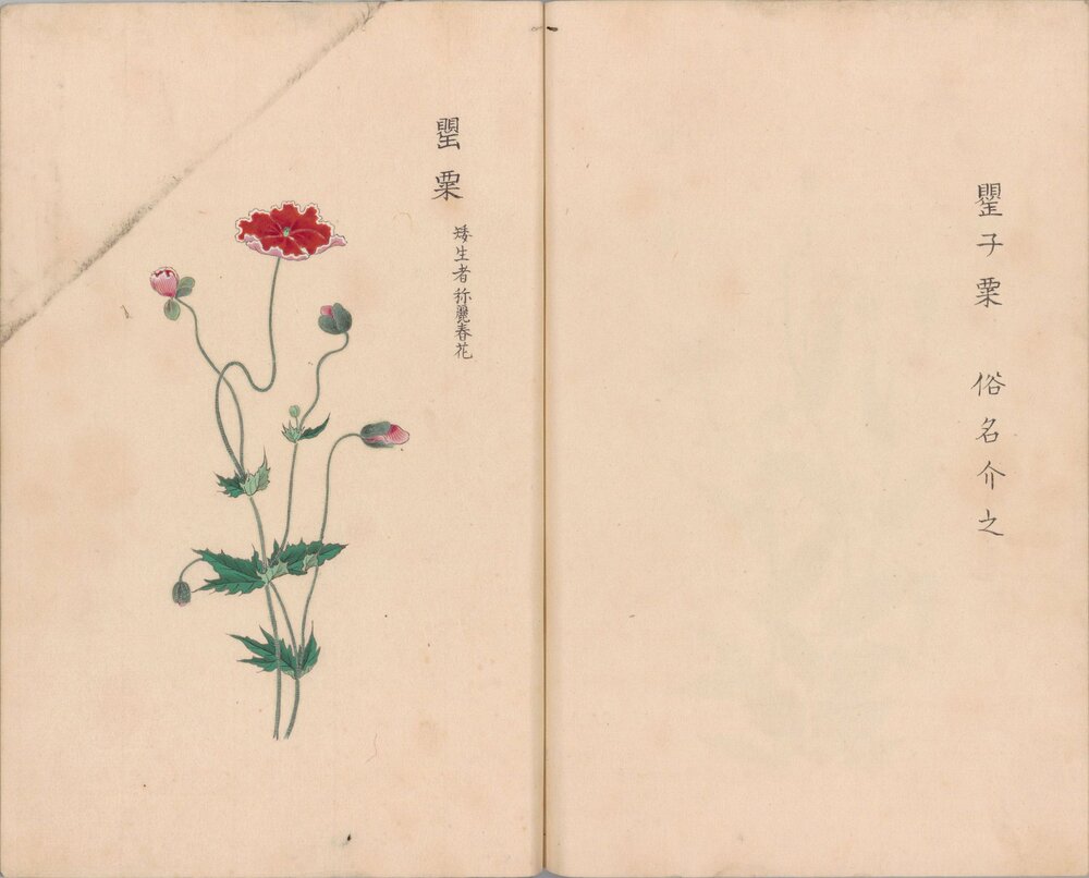 庶物类纂图翼. 二十八册. 江户中期. 户田要人等编. 安永八年写绘本