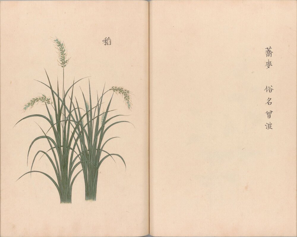 庶物类纂图翼. 二十八册. 江户中期. 户田要人等编. 安永八年写绘本
