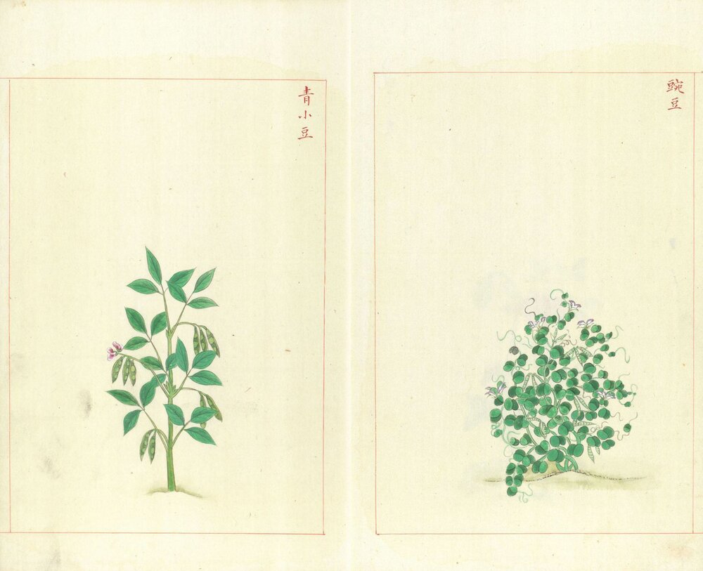 金石昆虫草木状. 总二十七卷. 明. 文俶. 绘. 台北国家图书馆藏. 明万历时期彩绘本