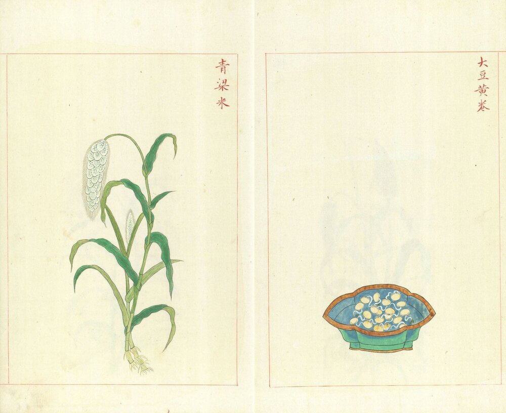 金石昆虫草木状. 总二十七卷. 明. 文俶. 绘. 台北国家图书馆藏. 明万历时期彩绘本