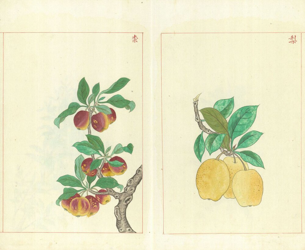 金石昆虫草木状. 总二十七卷. 明. 文俶. 绘. 台北国家图书馆藏. 明万历时期彩绘本