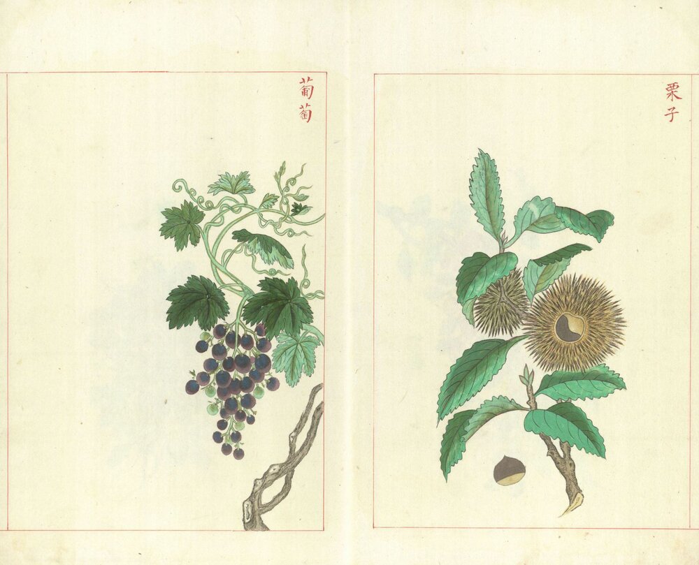 金石昆虫草木状. 总二十七卷. 明. 文俶. 绘. 台北国家图书馆藏. 明万历时期彩绘本