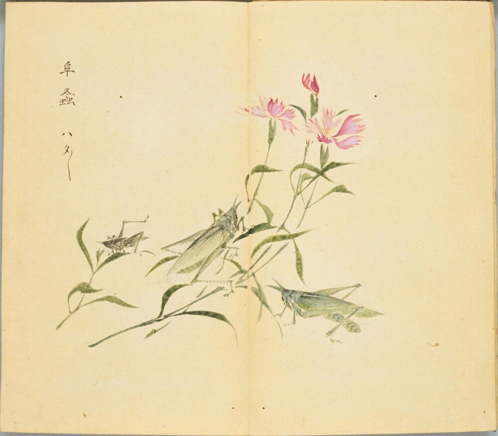 诗经名物图解. 高清. 十贴. 細井徇撰绘. 弘化 4 年自序