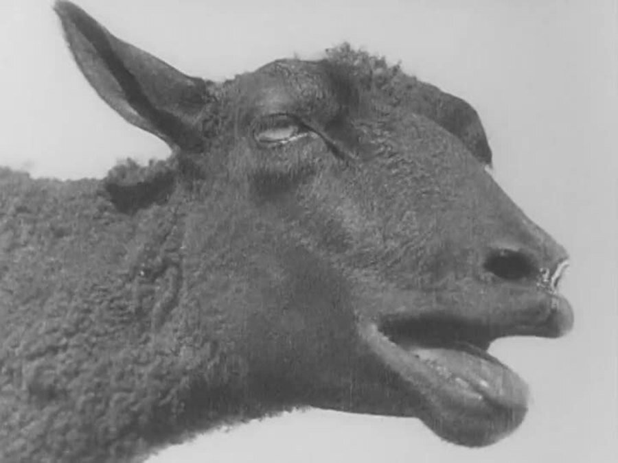 1929.总路线.默片中字黑白 高清 苏联剧情 豆瓣8.2 The.General.Line.D9.MiniSD-TLF